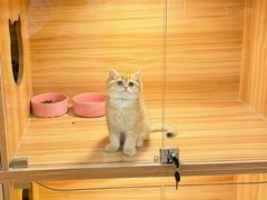 -猫十亿·布偶金渐层·曼基康矮脚猫舍(青年路店)