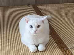 -泰国佛·塔罗·泰牌狐仙古曼