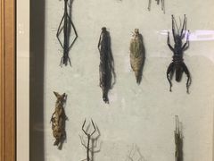 -陕西自然博物馆