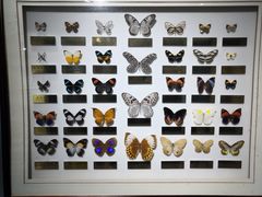 -上海昆虫博物馆