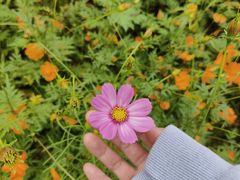 -洋湖国家湿地公园