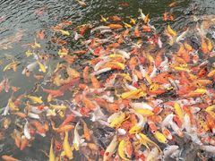 -大门水乡·顺德菜