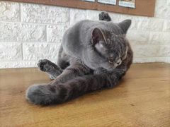 -平行世界·猫咖(首经贸店)