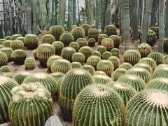 -南山植物园