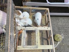 -中环花鸟鱼虫市场