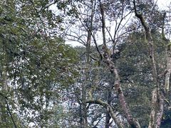 -中国大熊猫保护研究中心雅安碧峰峡基地