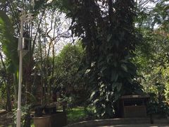 景点-瑞丽独树成林风景区