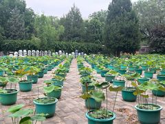 -莲花池公园