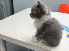 -伟伟宠物医院·CT影像中心·瑞派犬猫综合性门诊(汉口总院)