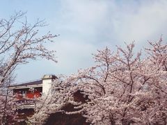 -顾村公园