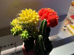-梵猫·新养生(鹭江大同店)