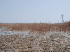 -上海吴淞炮台湾国家湿地公园