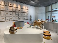 -柴务处·柴犬主题狗咖