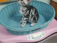 -纳吉亚猫专科动物医院博雅分院