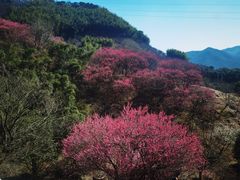 -新建村梅花