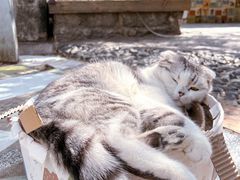 -喵屿·大理花园猫咖