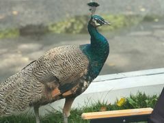 -J Create城市露营咖啡·简餐·宠物(上海动物园店)