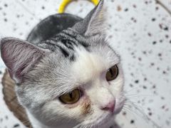 -毛绒耶耶撸宠馆·猫咖·狗咖·荷兰猪咖
