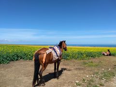 -青海湖国家重点风景名胜区