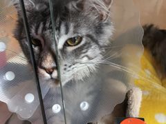 -Pets First伊珊娜洗护·精致美容·家庭式寄养(新会路店)