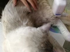 -袖虎·猫馆(体育西路店)