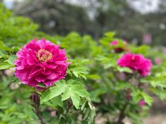 -国家植物园