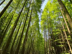 -山王坪喀斯特国家生态公园