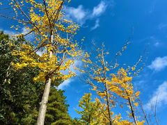 -洛阳白云山景区