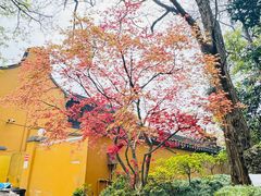 -龙华素斋(龙华路店)