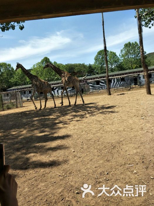 大連森林動物園圖片 - 第5張