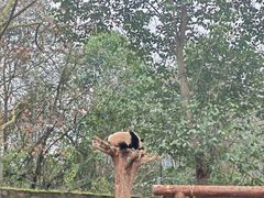 -都江堰中华大熊猫苑