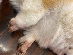 -豆柴町-柴犬主题狗咖(红鼎国际C座店)