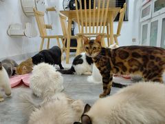 -楼上猫咖(罗湖店)