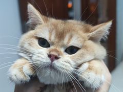 -lincat·猫舍(广州店)