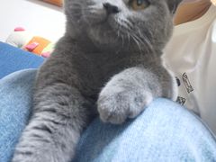 -糯米喵星人总部直营旗舰店·猫舍·幼猫出售