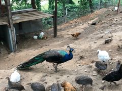 -金石滩蓝莓谷庄园