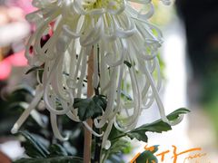 -杭州植物园