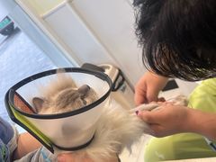 -艾吉宠物医院·疑难杂症转诊中心·猫友好(碧江路院)
