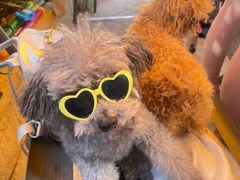 -帕帕拉兹宠物(亚洲旗舰店)