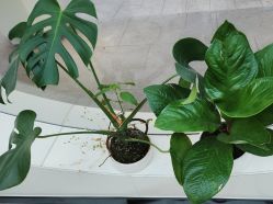 -吉艺心专业美发造型