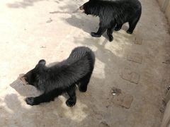 -西安秦岭野生动物园