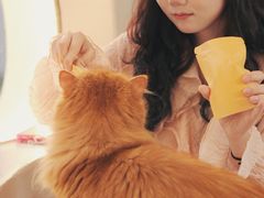 -More Fun猫咖 二十只万元加菲主题