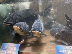 -上名堂·鱼头好吃(体育场路店)