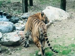 -北京野生动物园