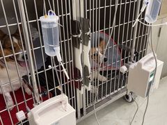 -北京恒爱动物医院(清景园分院)