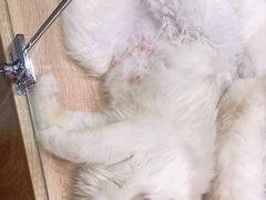 -BABIT巴比特宠物(MOMOPARK店)