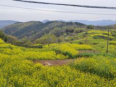 -桑洲油菜花景区