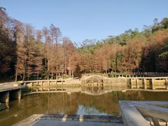 -深圳仙湖植物园