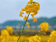 -彭州市湔江绿道