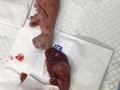 -爱侣宠医·鹦鹉专科·小型哺乳类·异宠专科(灵石路店)